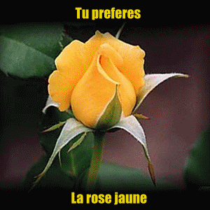 moi c'est la rouge et la rose et l'orange
